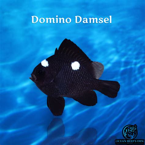 Galeri foto domino damsel Pedagang Skin Souvenir Kredit Tambah 63 pilihan unggulan. di di halaman konfirmasi